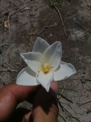 Zephyranthes longituba