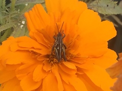 Sphenarium purpurascens