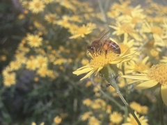 Apis mellifera