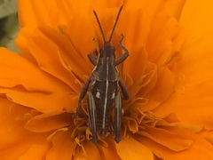 Sphenarium purpurascens