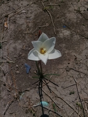 Zephyranthes longituba
