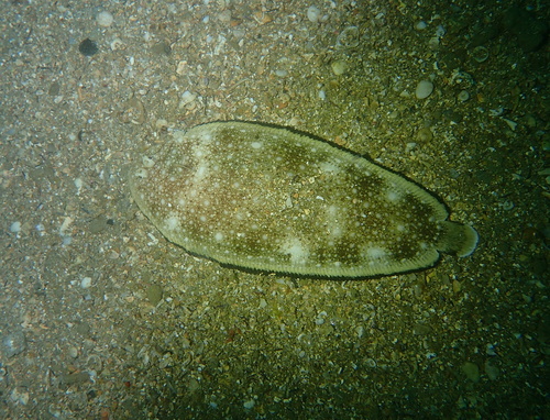 Synapturichthys kleinii