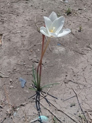 Zephyranthes longituba