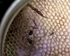 Hexagonia tenuis