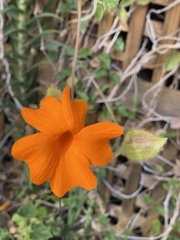 Thunbergia gregorii