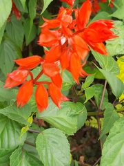 Salvia splendens