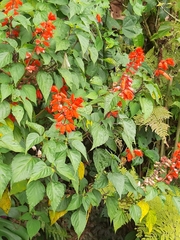 Salvia splendens