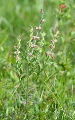 Salvia hirsuta