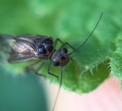 Peripsocus