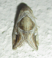 Deltote johnjoannoui