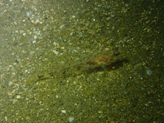 Pomatoschistus pictus