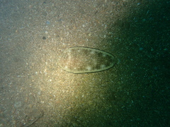 Synapturichthys kleinii