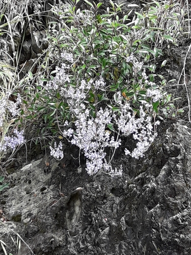 Veronica hulkeana