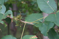 Eriophyes rhoinus