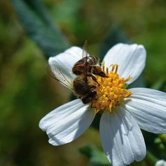 Bidens