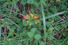 Geranium maculatum