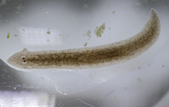Girardia tigrina