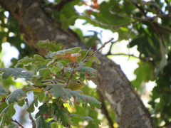 Leiothlypis celata lutescens