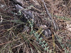 Acmispon heermannii heermannii