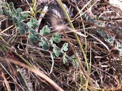 Acmispon heermannii heermannii