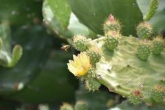 Opuntia fuliginosa