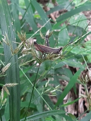 Maculiparia rotundata