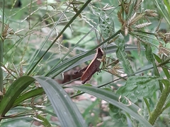 Maculiparia rotundata