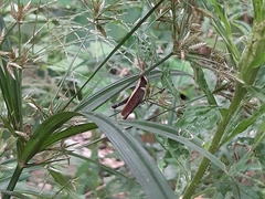 Maculiparia rotundata