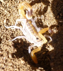 Uroplectes planimanus