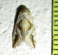 Deltote johnjoannoui