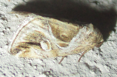 Deltote johnjoannoui