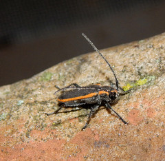 Saperda lateralis