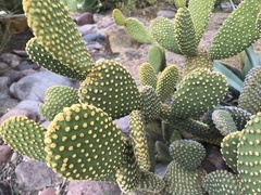 Opuntia microdasys