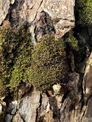 Zygodon viridissimus