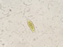 Zygodon viridissimus