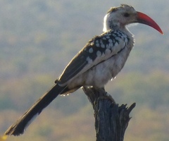 Tockus damarensis