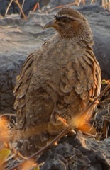 Pternistis hartlaubi