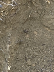 Tachycines asynamorus
