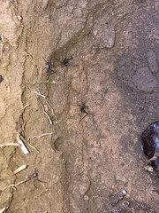 Tachycines asynamorus