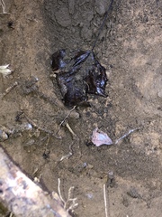 Tachycines asynamorus