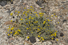 Achillea holosericea