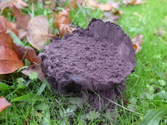 Calvatia fragilis