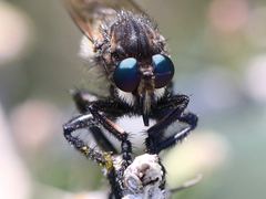 Promachus painteri