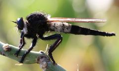 Promachus painteri