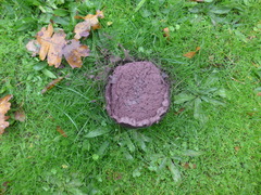 Calvatia fragilis