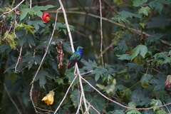 Campylopterus falcatus