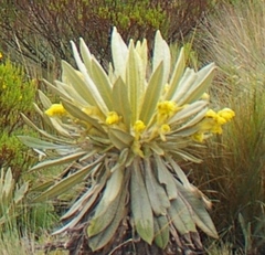 Espeletia hartwegiana