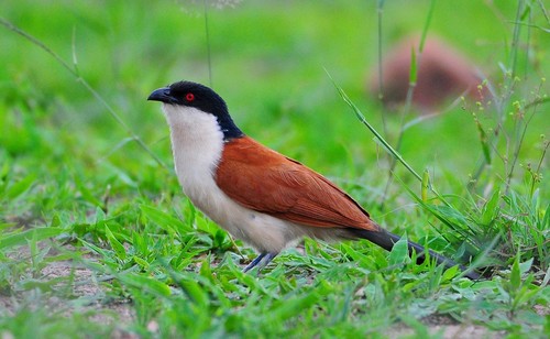Senegal Coucal
