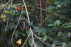 Campylopterus falcatus