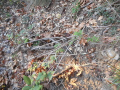 Erysimum pseudorhaeticum